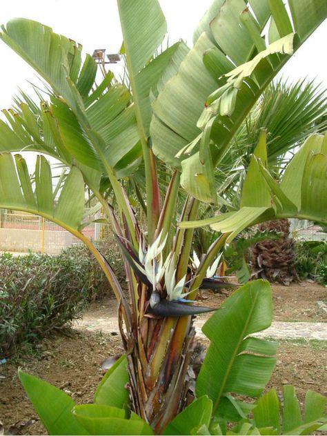 Strelitzia nicolai (Giant White Bird of Paradise)  #strelitzia #plantopedia #FloweringPlant #flowers #FloweringPlants #flower #blooming #FlowerGarden Poolside Ideas, Giant Bird Of Paradise, White Bird Of Paradise, Strelitzia Nicolai, Birds Of Paradise Plant, Bird Paradise, Bird Of Paradise Plant, Garden Tropical, Container Planting