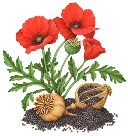 A watercolor botanical illustration of a poppy plant with flowers, seed pod and leaves, also with two dried seed pods and poppy seeds. Poppy Flower Botanical Illustration, Poppy Pods Art, Poppy Flower Leaves, Poppy Leaves Drawing, Poppy Plant, Poppy Leaves, Poppy Botanical Illustration, Poppy Seed, Planting Poppy Seeds