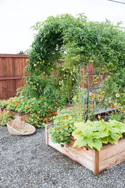 Gardens With Trellis, Raised Garden Inspiration, Garden Bed Ideas Flower, Raised Garden Design Layout, Cattle Trellis Garden, Cute Veggie Garden, Garden Boxes With Trellis, Raised Bed Garden With Trellis, Side Yard Raised Garden Beds