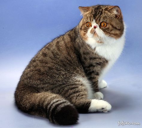 Exótico Exotic Shorthair, Short Hair Cats, Fancy Cats, Pretty Animals, Exotic Pets, Cat Photo, Cat Pics, New Girl, Animal Kingdom