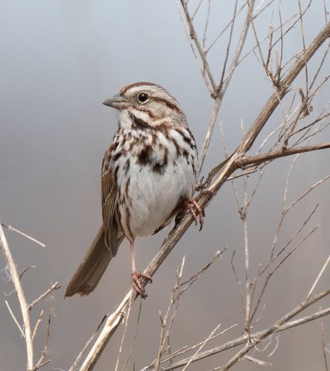 Song Sparrow Bird, Small Bird Reference, Song Sparrow Tattoo, Sparrow Reference, Sparrow Aesthetic, Sparrow On Branch, Sparrow Art, Tattoo Bird, Song Sparrow