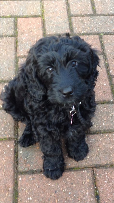 (Izzy, the black cockapoo puppy) Looks very much like my childhood adopted cockapoo.  So sweet and patient. (If you adopt, please don't overlook the black ones - they can be wonderful companions, too!) Black Cockapoo Puppies, Black Cockapoo Haircut Styles, Cockapoo Black, Black Cockapoo, Cockapoo Puppies For Sale, Cockapoo Puppy, Cockapoo Dog, Cockapoo Puppies, Labradoodle Puppy