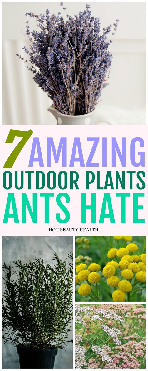 Garden Diy Decoration Ideas, Ant Repellent, Repellent Plants, Natural Pest Control, Gardening Hacks, Plant Hacks, Home Tips, Homestead Survival, Garden Pests