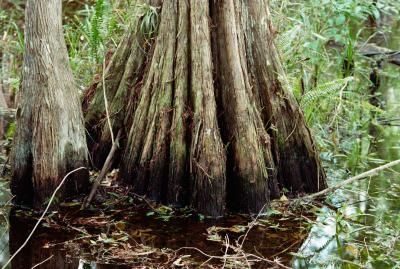 How to Remove Bark From Cypress Knees Lord Of The Rings Scenery, Landscape Flower Beds, Wood Slice Projects, Nature Furniture, Bald Cypress Tree, Cypress Mulch, Pleasure Garden, Cypress Knees, Plants Drawing