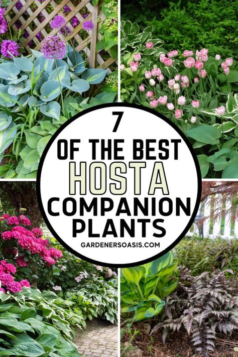 What To Plant With Hostas, Plant With Hostas, Best Landscaping Ideas, Hosta Flower, Shade Loving Shrubs, Shade Shrubs, Shade Garden Plants, Hosta Gardens, Hosta Plants