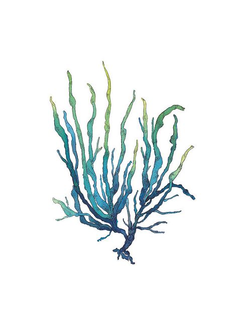 blue green seaweed watercolor art print 8x10 inches nautical coastal art illustration on Etsy, $25.00 Star Wall Art, Sea Painting, Hamptons Style, Nautical Art, Sea Art, Green Wall Art, Blue Painting, Blue Wall Art, Coastal Art