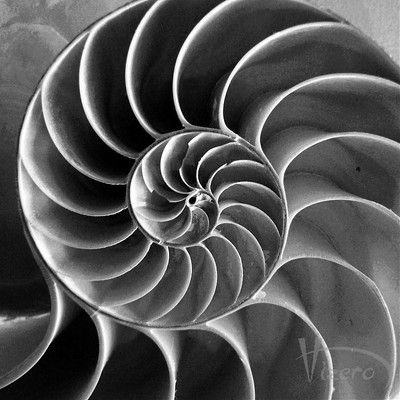 Golden Mein-spirals in nature Progressive Rhythm, Natural Fractals, Maths In Nature, Fractals In Nature, Spiral Drawing, Spirals In Nature, Rhythm Art, White God, Chambered Nautilus