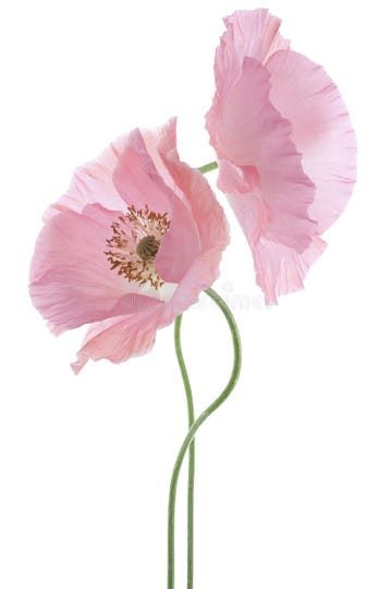 Poppy stock image. Image of love, head, design, deep - 39797791 Pink Poppy Flower, Corner Garden Ideas, Purple Flowering Plants, Abstract Poppies, Space Garden, Jobs In Art, Pink Poppy, Shadow Video, Corner Garden