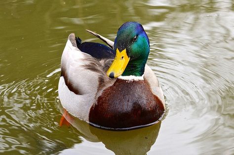 Funny Hunting Pics, Male Duck, Duck Pictures, Duck Drawing, Duck Photo, Hunting Humor, Bird Carving, Watercolor Paintings For Beginners, Interesting Animals