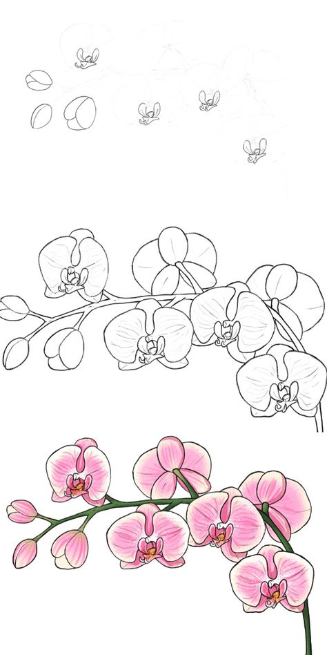 Magnolia Flower Drawing Step By Step, How To Draw An Orchid, How To Draw Orchids, Orchid Drawing Simple, Flower Drawings Step By Step, Orchid Flower Drawing, Orchids Drawing, Orchid Drawing, Floral Drawings