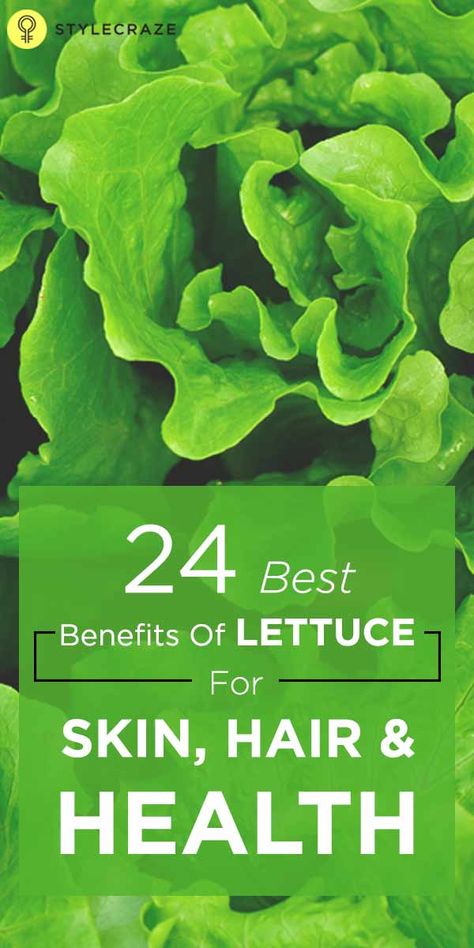 Lettuce leaves are extremely nutritious. Their benefits can be called nothing short of being massive. They are high in minerals and vitamins and other essential nutrients. Lettuce Benefits, Lettuce Soup, Lettuce Vegetable, Dark Green Vegetables, Types Of Lettuce, Lettuce Leaves, Herbs For Health, Alternative Medicine, Hair Health