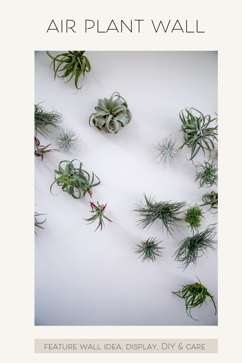 No soil required, bring the outside in with a living wall of Tillandsia or air plants. Mounted on 60 thigmotropes it makes for a relaxed yet refined statement. Perfect for decorating small spaces. Read more on our on how to style these beauties in our Dirt Optional Blog Post. Ways To Display Air Plants, How To Take Care Of Air Plants, Creative Ways To Display Air Plants, Air Plant Driftwood Display, Diy Tablescapes, Plant Maintenance, Vertical Garden Indoor, Tillandsia Ionantha, Plant Wall Decor