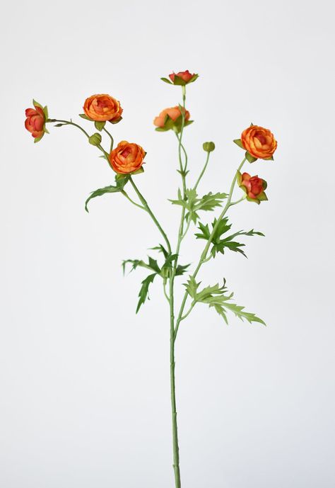 Ranunculi are one of our favorite flowers! They are so sweet and full of color! 22" Add a pop of color with our 22" Faux Mini Orange Ranunculus Stem. Easy to incorporate into any space, this long leggy branch is available in multiple colors at a great price point! Details: - Total Length of Stem from Top to Bottom: 22"- Splits 10" from the bottom of stem- Number and Size of Blooms: 7 blooms @ .75-1.25", 2 buds- 1 Stem seen in primary photo.- Sold by the stem- Is the item considered “real touch”? Day And June, Orange Ranunculus, Long Stem Flowers, Flower Reference, Orange Salmon, Flower Collage, Flower Stem, Different Flowers, Favorite Flowers