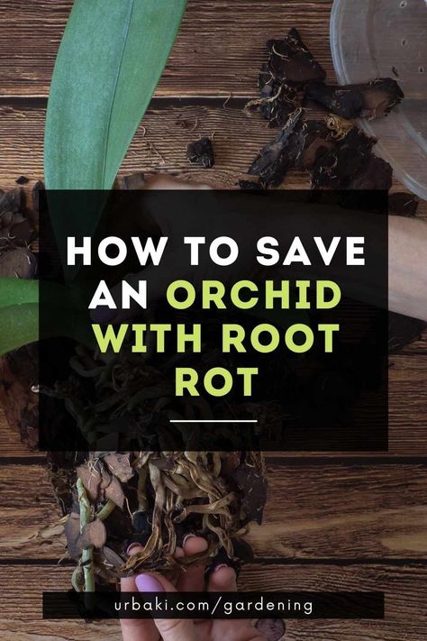 How To Root An Orchid, How To Save Orchid Plant, Orchid Root Rot, How To Repot Orchids With Long Roots, Orchid Diseases, Planting Hacks, Grow Orchids, Orchid Terrarium, Dendrobium Nobile