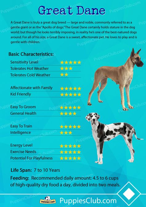 Great Danes Dog Maintenance, Great Dane Information, Great Dane Harlequin, Great Dane Colors, Great Dane Names, Great Dane Funny, Black Great Danes, Blue Great Danes, Harlequin Great Danes