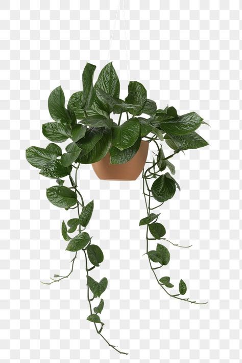 Plant Png Aesthetic, Plants For Photoshop, Plants No Light, Plants Photoshop, Plants White Background, Plant White Background, Hanging Pothos, Home Decor Png, Png Plants