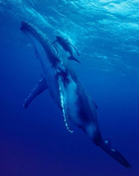 14 Beautiful Photos of Animal Moms With Their Babies Big Blue Whale, Creatures Of The Deep, Creature Marine, Sea Mammal, The Big Blue, Water Creatures, Water Animals, Water Life, Water World