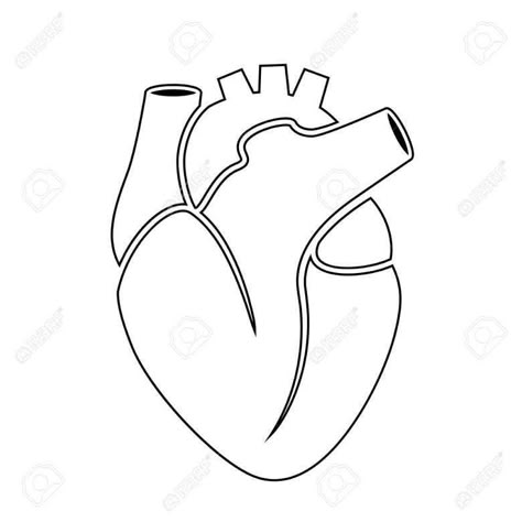 Heart Outline Drawing, Human Heart Outline, Anatomical Heart Drawing, Illustration Anatomy, Human Heart Drawing, Human Heart Anatomy, Anatomy Illustration, Valentines Illustration, Heart Anatomy