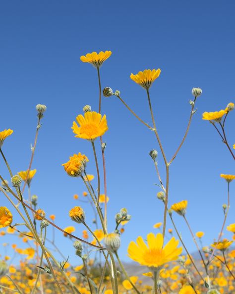 Best California Flower Fields | Where & When to See Flowers in Bloom | If you’re looking for the best California flower fields, wildflower trails, gardens, and more, here are the best in the state. The California flower bloom starts as early as February and continues well into fall. From wildflowers on the hiking trails to gardens full of color, here are the California flowers that are blooming this year. Chino Hills State Park, Antelope Valley Poppy Reserve, Anza Borrego State Park, California Flowers, Malibu Creek State Park, Wisteria Plant, California Wildflowers, Japanese Tea Garden, Santa Monica Mountains