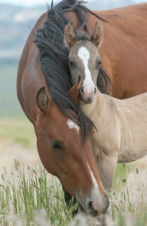 Horse Photoshoot Ideas, Portrait Horse, Horse Photoshoot, Photography Horse, Wild Horses Photography, Painting Horse, Cute Horse Pictures, Beautiful Horse Pictures, Mustang Horse