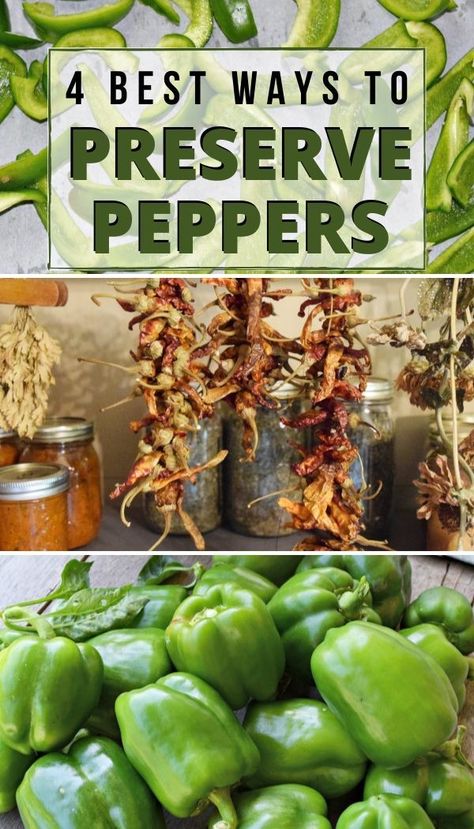 No matter if you grow your own peppers or buy - learn how to easily preserve your own peppers to enjoy the flavor all year around. Preserve Peppers, Preserving Peppers, Canning Peppers, Freezing Peppers, Prepper Ideas, Healty Dinner, Canning Vegetables, Green Peppers, Hot Peppers