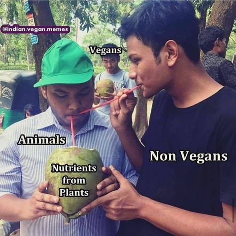 Vegan For The Animals, Indian Vegan, Vegan Memes, Animal Activist, Why Vegan, Vegan Cupcakes, Vegan Quotes, Animal Liberation, Vegan Humor