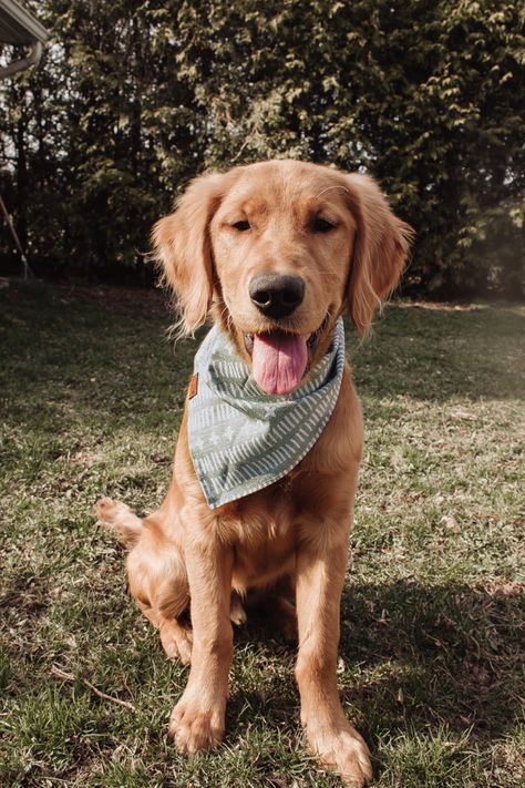 Trendy, modern, chic dog bandana on a golden retriever pup Dogs With Bandanas, Golden Retriever With Bandana, Golden Retriever Bandana, Very Cute Dogs, Dogs Golden Retriever, Couple Photo, Golden Retrievers, Golden Dog, Goldendoodle