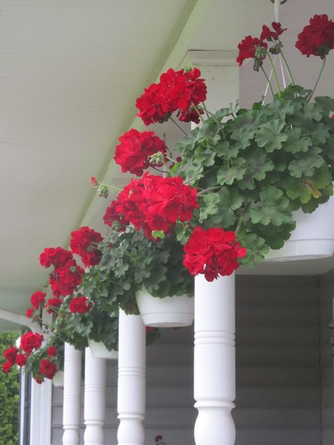 Trailing Geraniums, Geranium White, Amazing Landscaping Ideas, Ivy Geraniums, Red Geraniums, Container Gardening Flowers, Meteor Garden 2018, Red Love, Unique Gardens