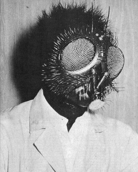 The original Fly's head from 'The Fly' (1958), built by Ben Nye and worn by David Hedison, the very actor who portrays Andre Delambre in the film. The Fly 1958, Classic Horror Movies, Classic Monsters, Vintage Horror, Classic Horror, Weird Art, The Fly, 8x10 Print, Horror Art