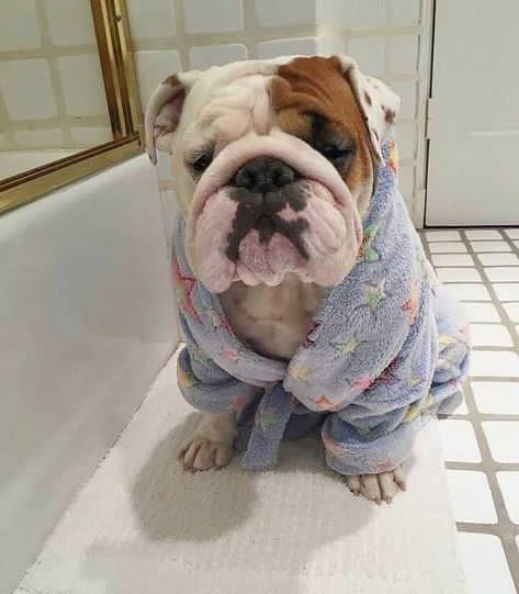 Cute Bulldog Puppies, Bulldog Breeds, Cute Bulldogs, English Bulldog Puppies, Very Cute Dogs, English Bulldog Puppy, Indoor Dog, Bulldog Lover, Bulldog Puppies