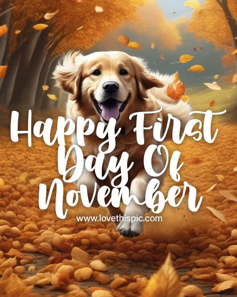 Happy First Day Of November, First Day Of November, November Pictures, Autumn Dog, Good Morning Funny Pictures, Morning Funny, Good Morning Funny, Tumblr Image, Social Networking Sites