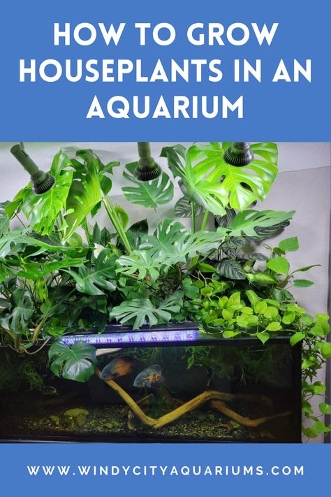 How To Grow Houseplants In An Aquarium - Click To Learn More! Pothos Plant Aquarium, Live Planted Aquarium, Growing Bamboo In Water, Plants Above Fish Tank, House Plants In Aquarium Fish Tanks, House Plant Aquarium, House Plants In Aquarium, Growing Plants In Fish Tank, Fish Tank Plants Ideas