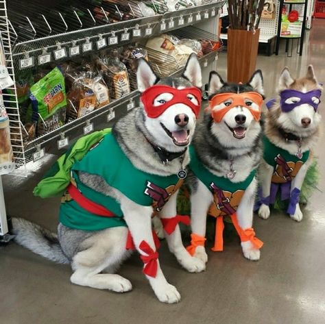 Teenage Mutant Ninja Turtles Halloween Costume for Dogs! Puppy Costumes, Cute Dog Halloween Costumes, Puppy Halloween Costumes, Cute Dog Costumes, Dogs Halloween, Pet Halloween Costumes, Adorable Dogs, Dog Halloween Costumes, Cute Halloween Costumes