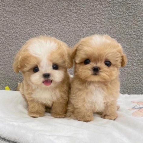 Cute Puppies Photos, Small Puppy Aesthetic, Small Puppies That Dont Grow, Small Fluffy Dogs Breeds, Small Dog Aesthetic, Cute Doggies Wallpaper, Cute Puppy Wallpaper Iphone, Small Fluffy Dogs, Pictures Of Cute Puppies