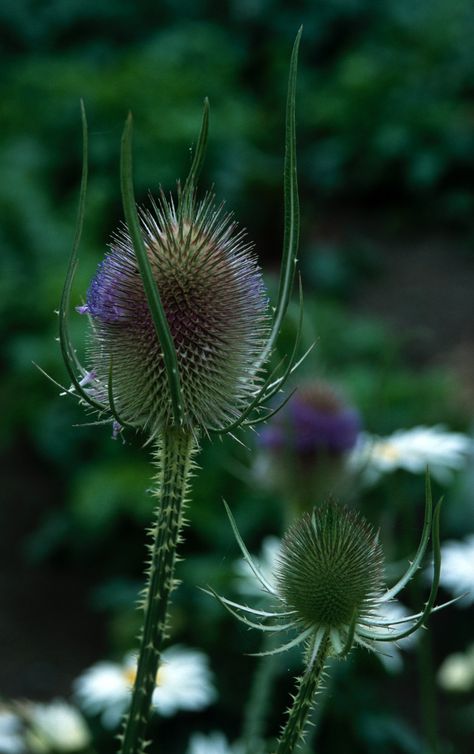 Wonderful Weeds: TEASEL – A Striking and Spiky Wild Plant That Benefits Bees and Butterflies in Summer, then Seed-eating Birds During Autumn and Winter | earthfriendlygardener.net Teasel Plant, Spiky Plants, Medicine Plants, Plant Reference, Bees And Butterflies, Plant Benefits, Wildlife Garden, Strange Flowers, Wildlife Gardening