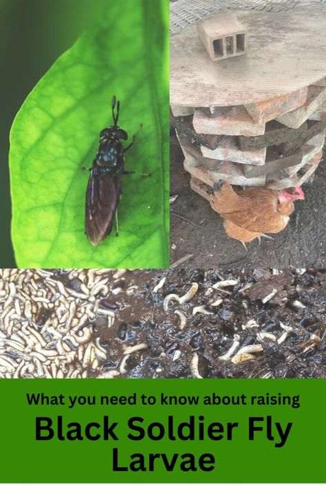 Raising Black Soldier Flies and Black Soldier Fly larvae as a high-protein chicken feed is proving a success in our homestead! Find out how to get started and start insect-farming too! Diy Fly Spray For Chicken Coop, Black Soldier Fly Bin Diy, Raising Black Soldier Flies, Feed For Chickens, Fly Spray For Cattle, Insect Farming, Soldier Fly Farming, Black Soldier Fly Farming, Black Soldier