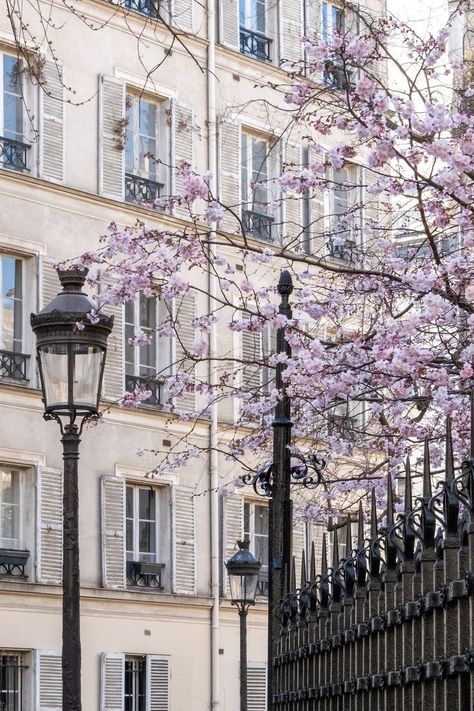 French Tiktok, Viral Tiktok Pasta, Tiktok Pasta, Paris In Spring, Paris Flowers, Spring In Paris, Violet Aesthetic, March 5th, Lavender Aesthetic