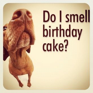 Do I smell birthday cake? Funny Birthday Message, Funny Happy Birthday Pictures, Funny Happy Birthday Wishes, Happy Birthday Dog, Dog Birthday Cake, Birthday Wishes Funny, Best Birthday Wishes, Happy Birthday Funny, Happy Birthday Pictures