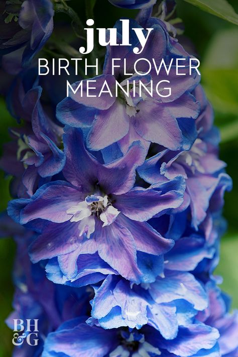 Flower For July Birth, Larkspur Flower Meaning, Larkspur Meaning, Flowers For Birth Month, July Month Flower, July Aesthetic Month, July Birth Flower Larkspur, Larkspur Flower Tattoo, Larkspur Plant