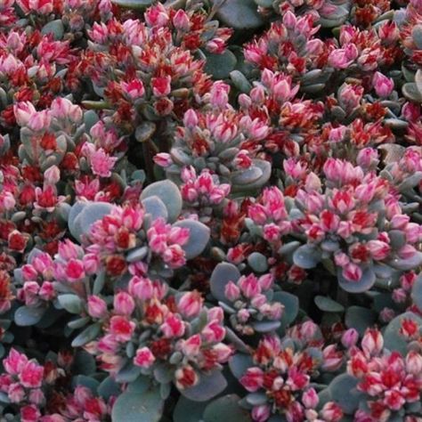 Sedum SunSparkler® Blue Elf Munstead Lavender, Blue Elf, Goth Garden, Front Garden Landscape, Red Bud, Bee Friendly, Colored Flowers, Attract Butterflies, Seasonal Garden