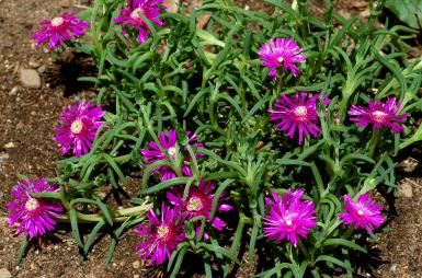 Purple ice plant (image) is a ground cover for fast-draining spots. It's a colorful succulent. - David Beaulieu Flowers Full Sun, Ground Cover Flowers, Delosperma Cooperi, Long Blooming Perennials, Orchid Cactus, Ground Covers, Rock Garden Plants, Full Sun Perennials, Flower Tower