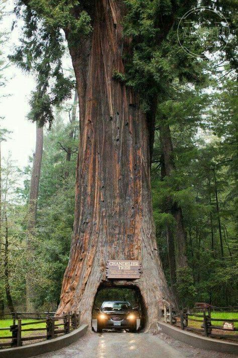 The Chandelier Tree in Drive-Thru Tree Park-276ft (84 m) tall coast redwood tree in Leggett, California. Tap the link now and find your perfect travel gift! Plus, enjoy your FREE Shipping! :) Weird Trees, California Redwoods, California Travel Road Trips, Drive Thru, Family Road Trips, Unique Trees, Alam Yang Indah, Beautiful Places To Travel, California Travel