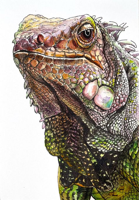 Watercolor Reptile, Exotic Animals Art, Watercolor Workshop, Colored Pencil Artwork, Watercolor Tips, Painting Medium, Watercolor Lessons, Watercolor Wash, Animal Sketches