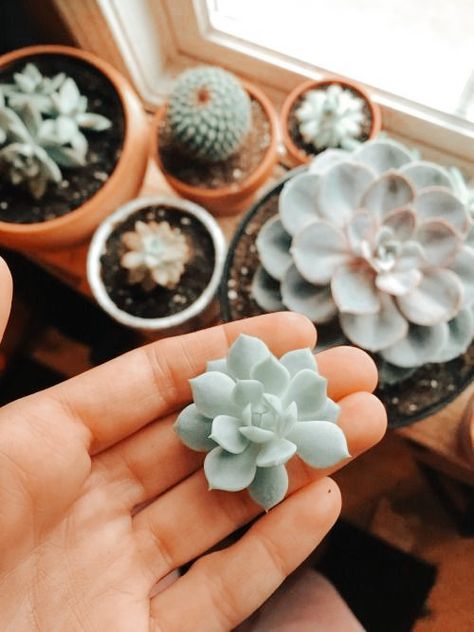 Succulent Aesthetic, Aesthetic Plants, Lush Plants, Peach Aesthetic, Inside Plants, Plant Aesthetic, Pretty Animals, Cactus Y Suculentas, Perfect Plants