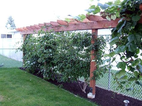 Kiwi Vine On a Fence | trying to scrounge up some more space in my yard to grow oats and corn ... Hardy Kiwi, Kiwi Vine, Vine Trellis, Pergola Lighting, Pergola Garden, Garden Vines, Pergola With Roof, Diy Pergola, Pergola Patio