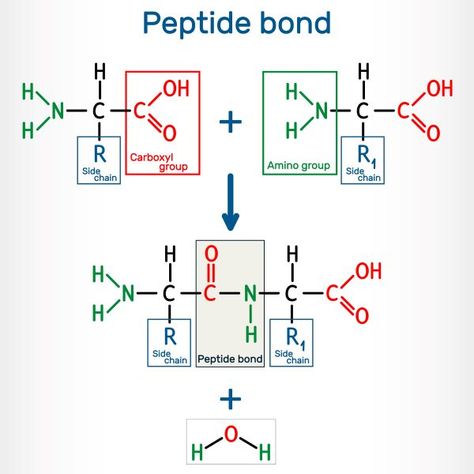 Peptide bonding Polypeptide Synthesis Model, Peptide Bond, Biology Notes, Biochemistry, Amino Acids, Biology, Chemistry, Science, Funny