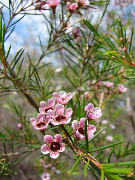 The unerringly fake-looking flowers of Geraldton wax appear now and emphasise the beauty that can be found outdoors in winter. Australian Native Garden, Australian Wildflowers, Wax Flower, Australian Flowers, Australian Native Flowers, Australian Plants, Australian Garden, Australian Native Plants, Flower Guide