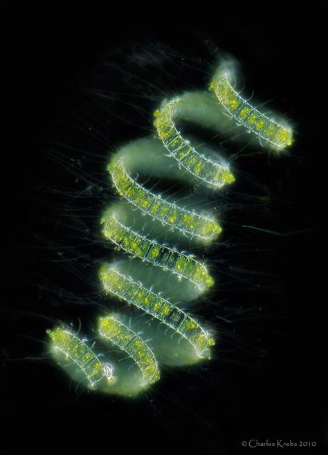 A diatom chain by Charles Krebbs Algae Microscope, Marine Microbiology, Microscopic Algae, Anton Van, Spirals In Nature, Micro Organisms, Microscopic Photography, Micro Photography, Photo Macro