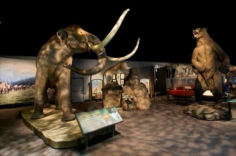 “Mammoths and Mastodons: Titans of the Ice Age” reveals big teeth, tusks at new Denver Museum of Nature & Science exhibit Woolly Mammoths, La Brea Tar Pits, Beach Kayak, Denver Museums, Fyre Festival, Visit Denver, Nature Science, Big Teeth, La Brea