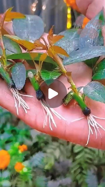 Flower Propagation, Roses From Cuttings, Propagating Roses, Garden Video, Rooting Roses, Grafting Plants, Rose Cuttings, Small Front Yard Landscaping, Weird Plants